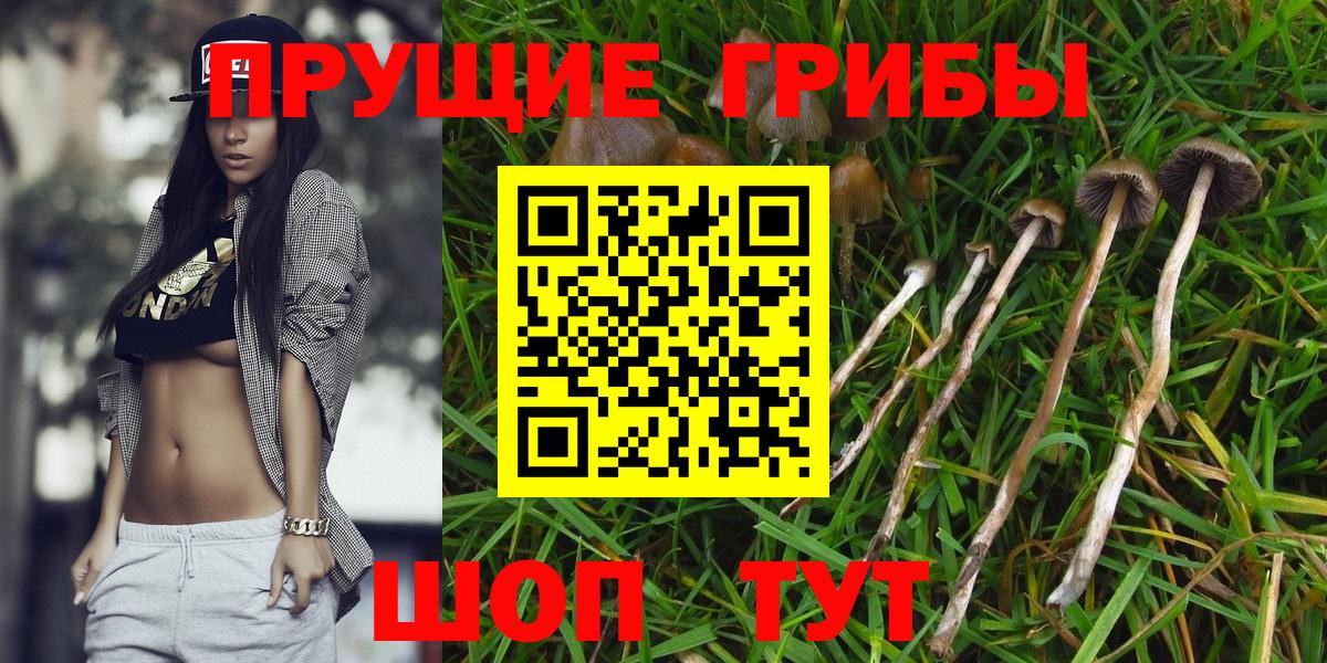 Псилоцибиновые грибы Psilocybine cubensis Карасук